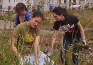 Green Day fans volunteer on Codornices Creek at 8th St. May 28