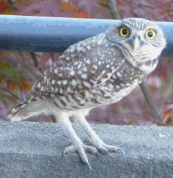 burrowing owl