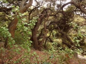 Coast Live Oaks