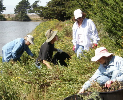 Mark Liolios weeding with volunteers at Aquatic Park