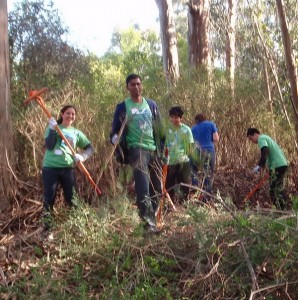 Berkeley Project volunteers remove broom at Tilden Park