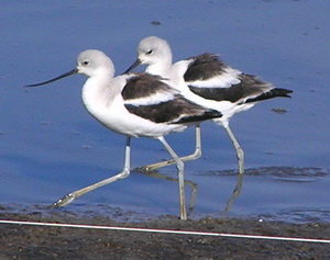 Avocets